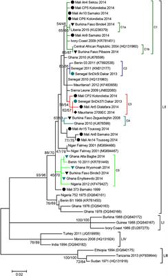 Genetic Evidence for Transboundary Circulation of Peste Des Petits Ruminants Across West Africa